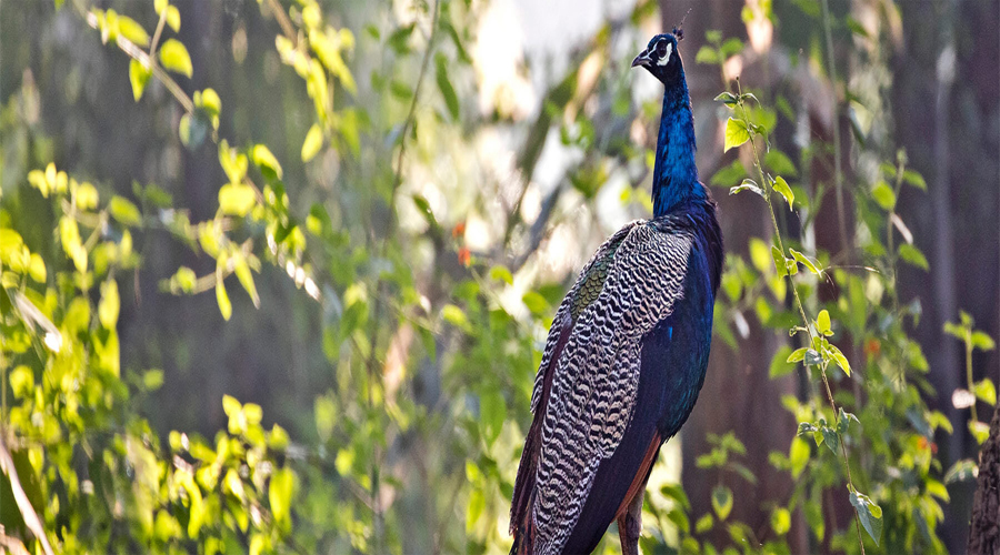 Birding in Pench National Park