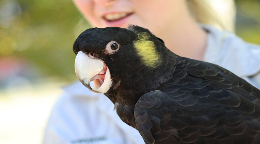 	Black Parrot
