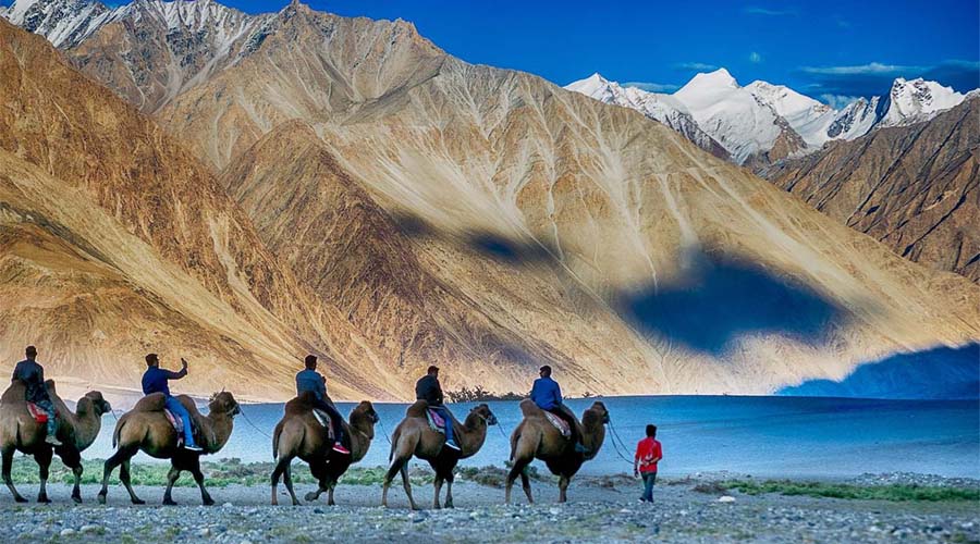 Camel ride at Leh