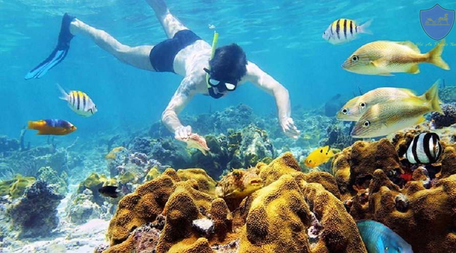 Cham Island Snorkeling Tour