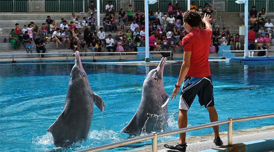 Dolphin Show Singapore