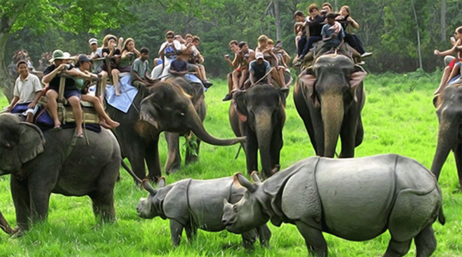 Elephant Ride, kaziranga