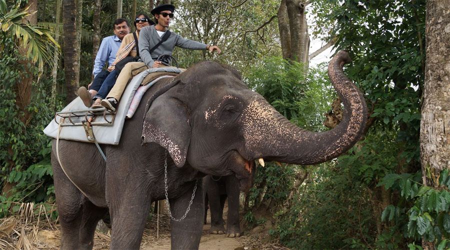 Elephant ride 