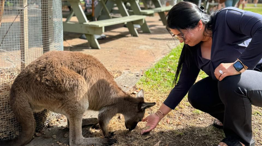 Kangaroo Feeding by HK
