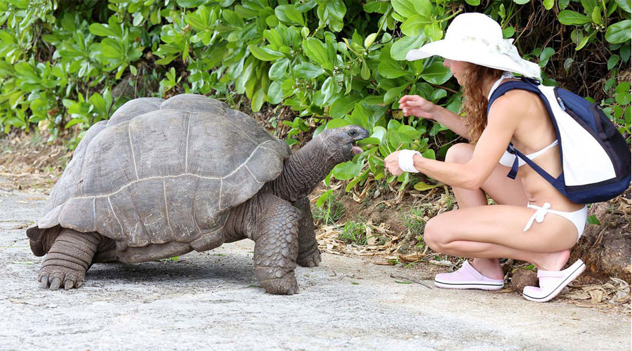 Tortoise Feeding