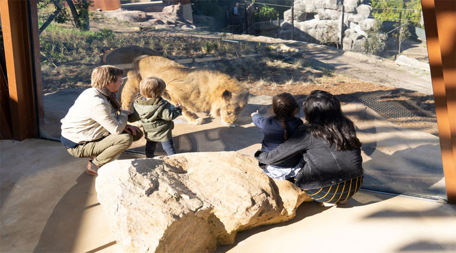 Lion Tarongo Zoo
