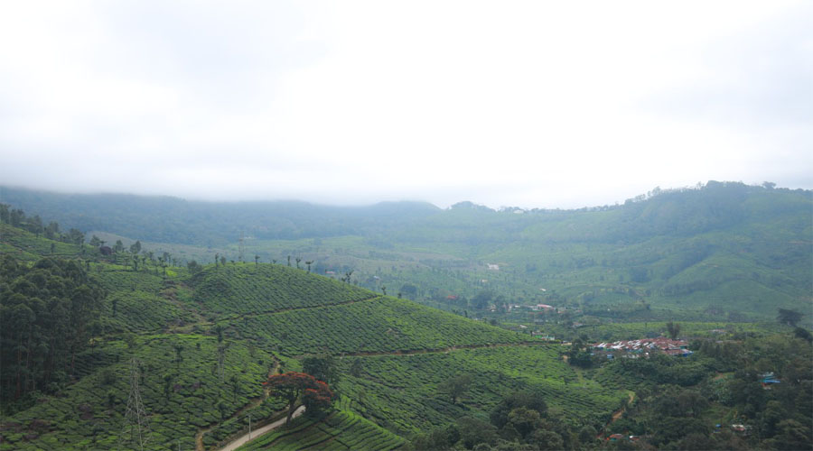 Munnar City View 