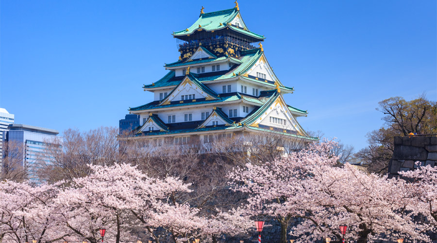 Osaka Castel Cherry