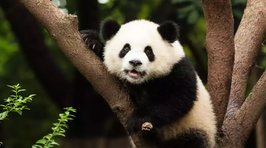 Padmaja zoological park