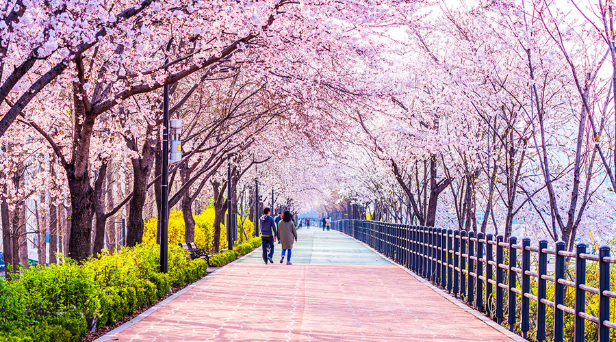 Seoul Blossom