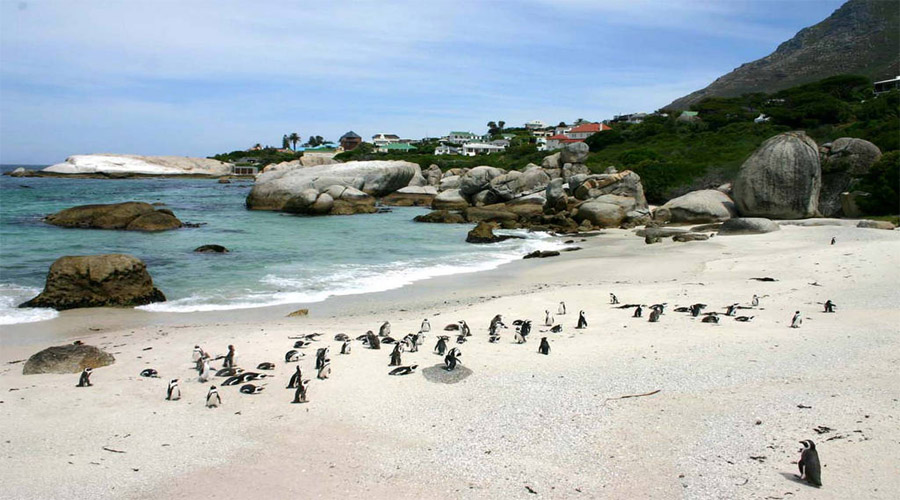 Boulders Beach Capetown