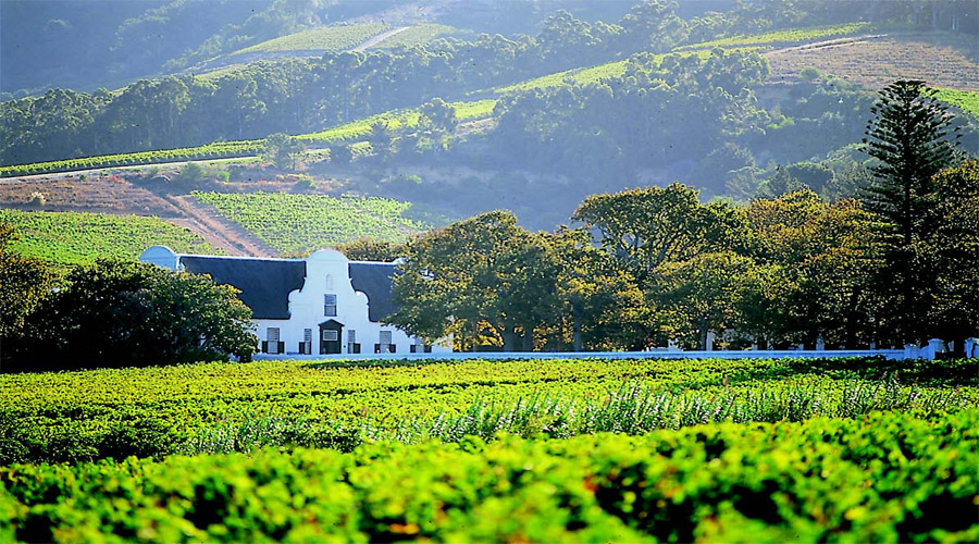 Constantia Wine Farms Capetown