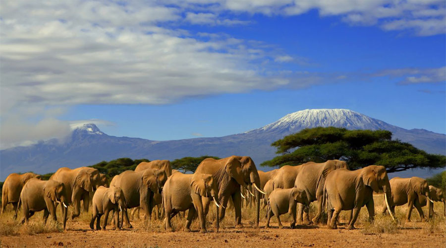 Mt Kilimanjaro Amboseli National Park