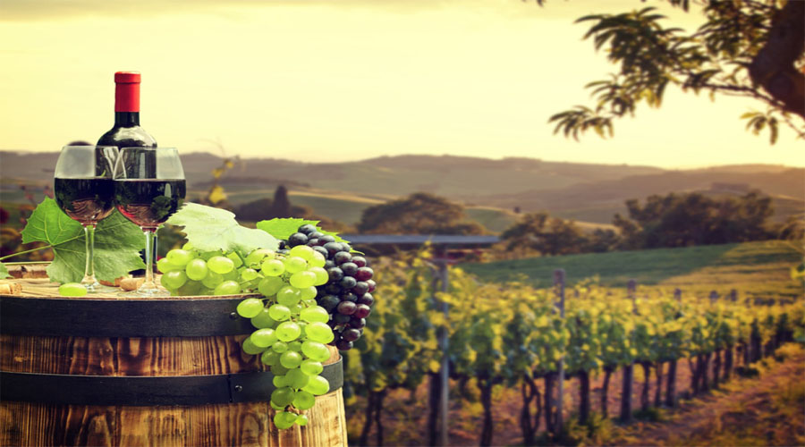 Wine Tour Hunter Valley
