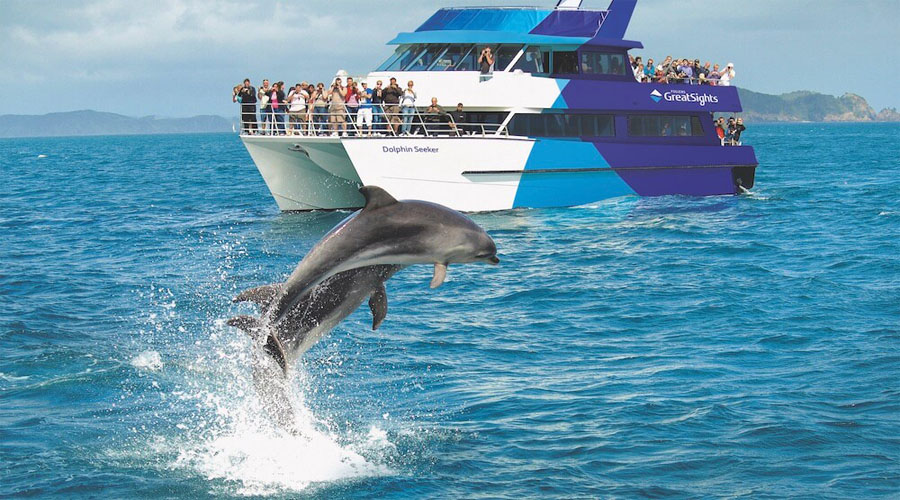 Dolphin Cruise Port Stephen