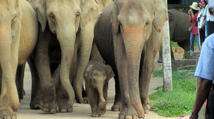 Pinnawela Elephant Orphanage 