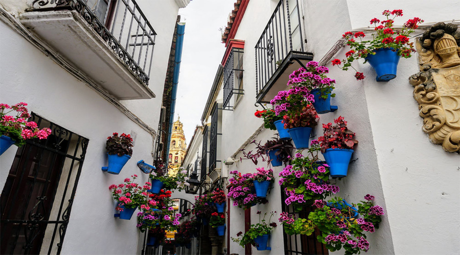 Flower Calleja