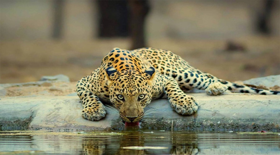 Jhalana leapard safari