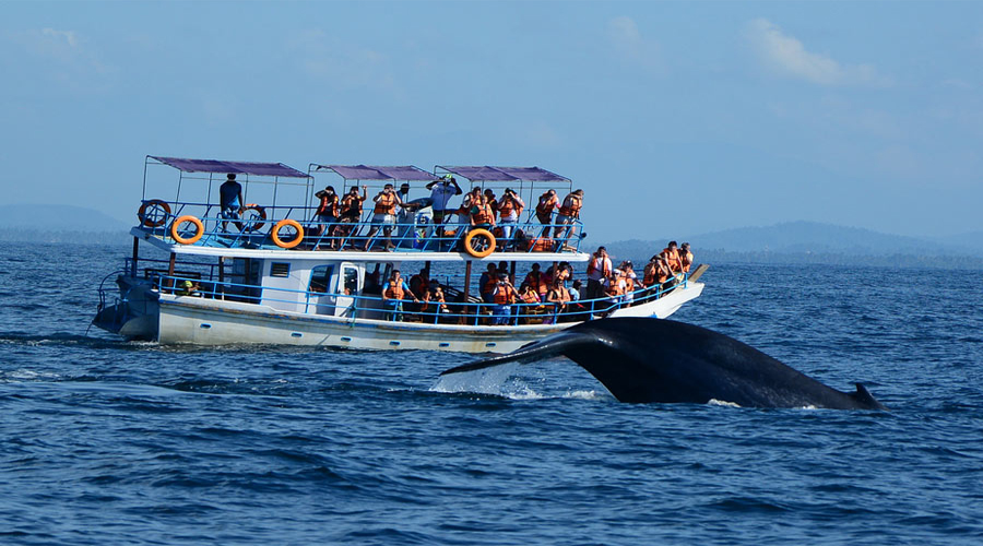 Mirsa Whale Watchg