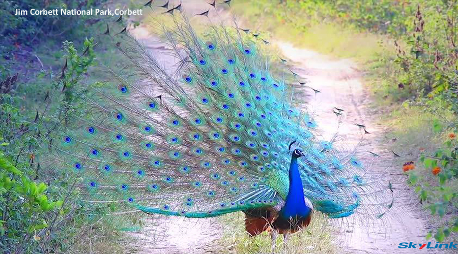 peacock-large