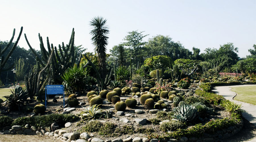 Cactus Garden in Parwanoo