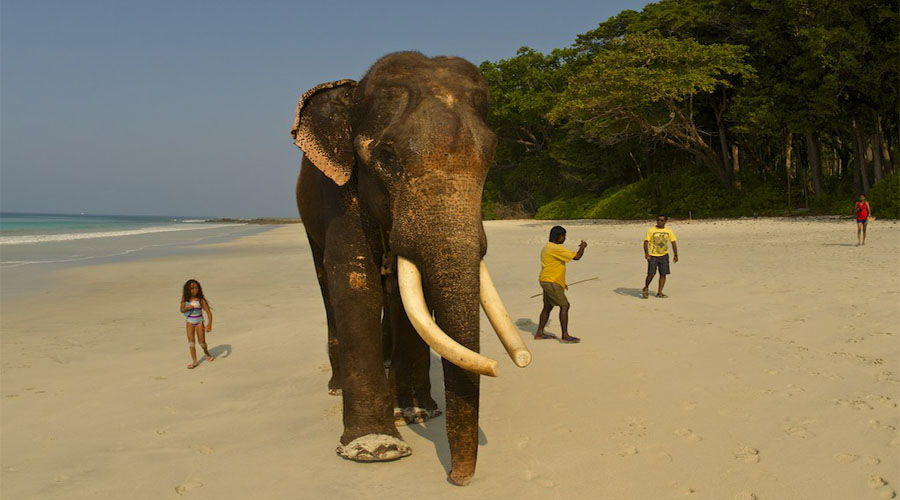 elephant safari3