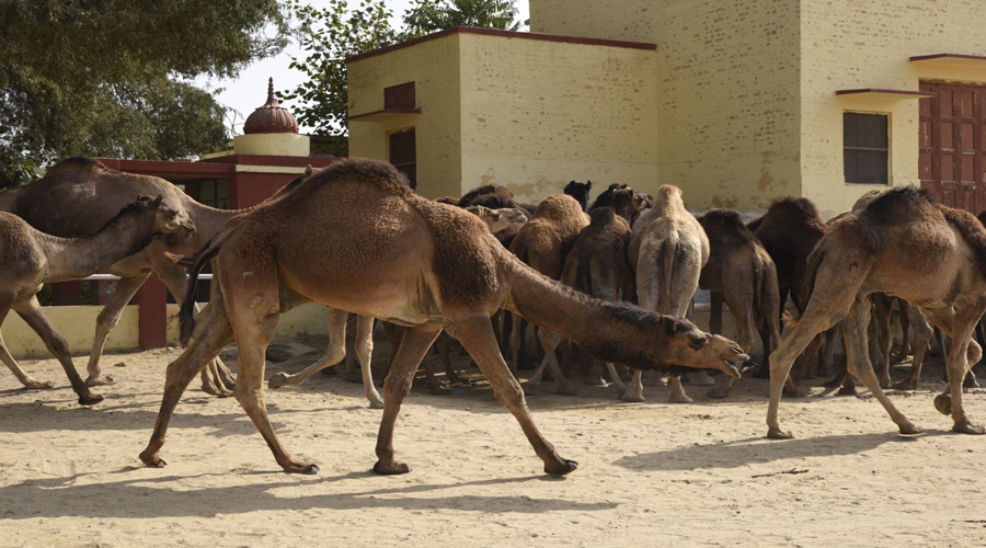 camel Breeding Farm Bikaner