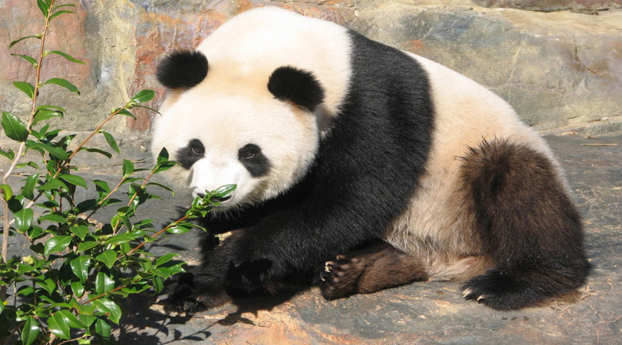 Giant Panda Zoo