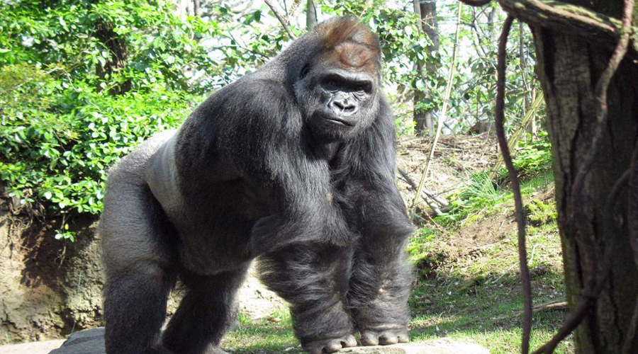 Gorilla Zoo