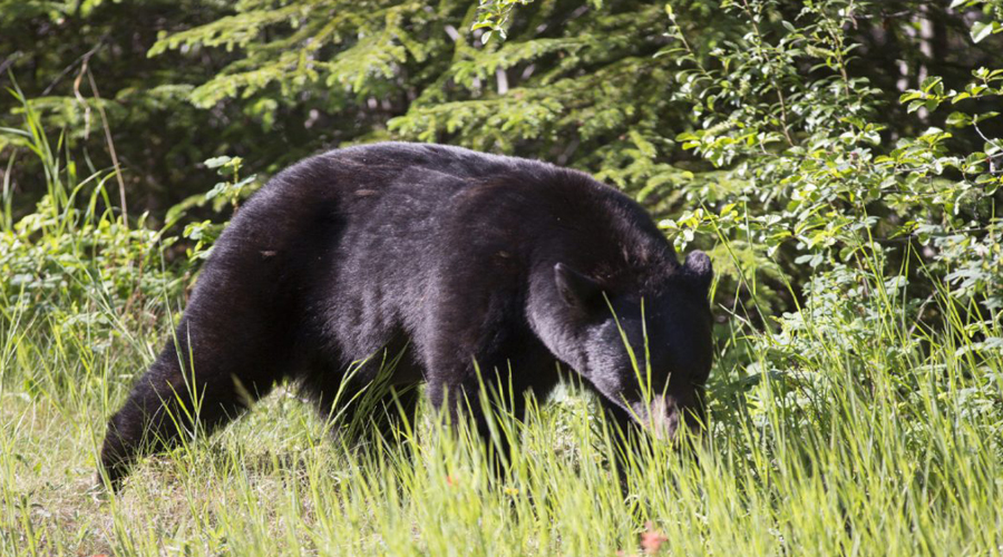 Black bear Banff to Jasper by road