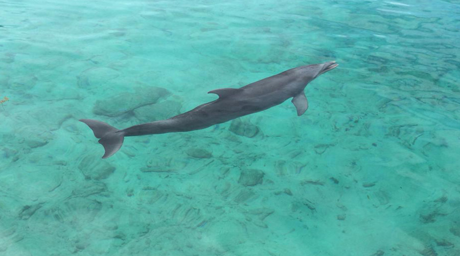 Dolphin in Blue lagoon