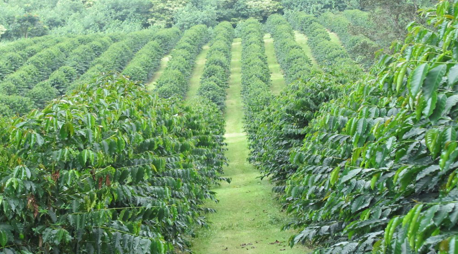 Coffee Plantation, Big Island