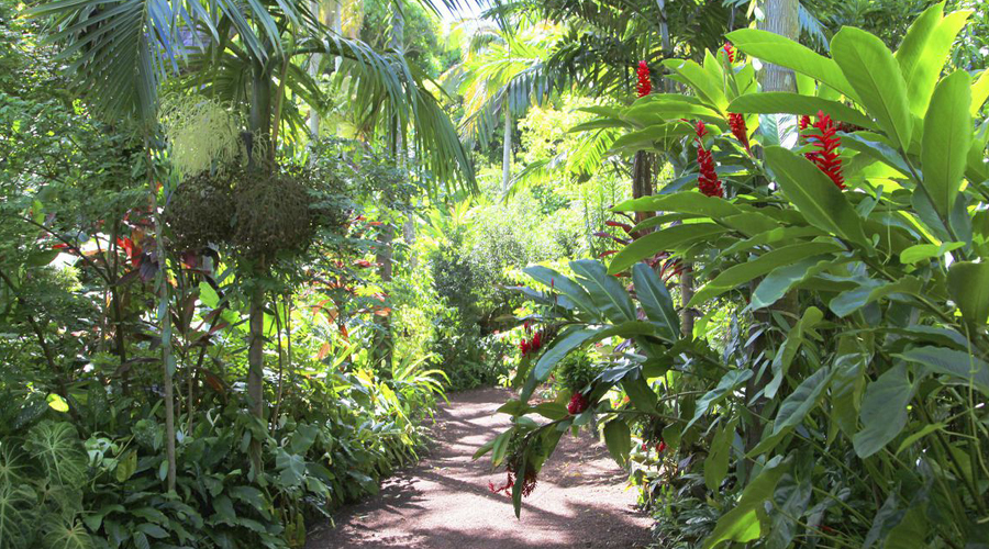 Creole Gardens, Reunion Island