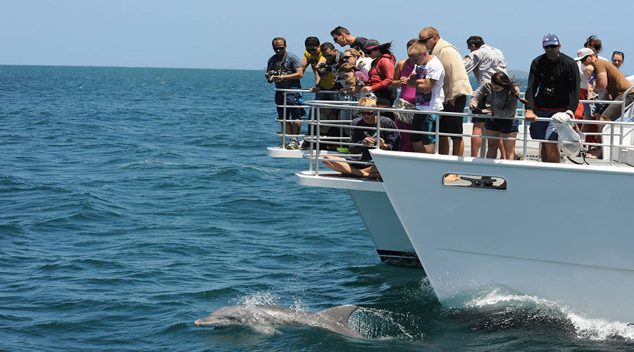 Dolphin watching Cruise tour