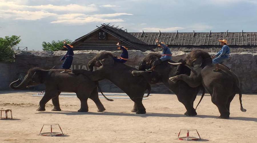 Elephant Trek, Hua Hin