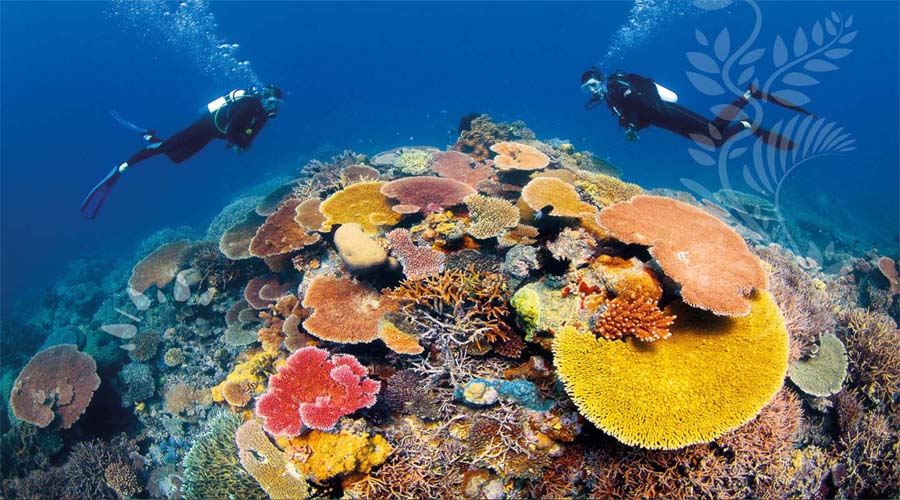 Great Barrier Reef Cairns
