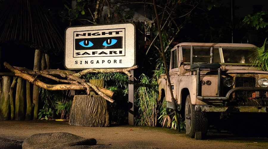  Night Safari
