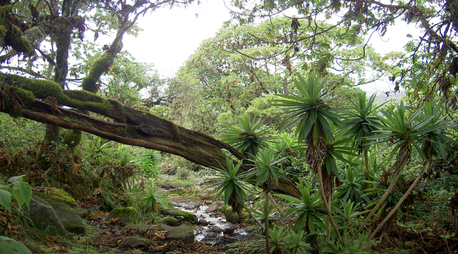 Rainforest, Mt Kenya