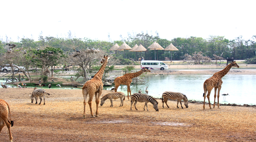 Safari Park, Bangkok