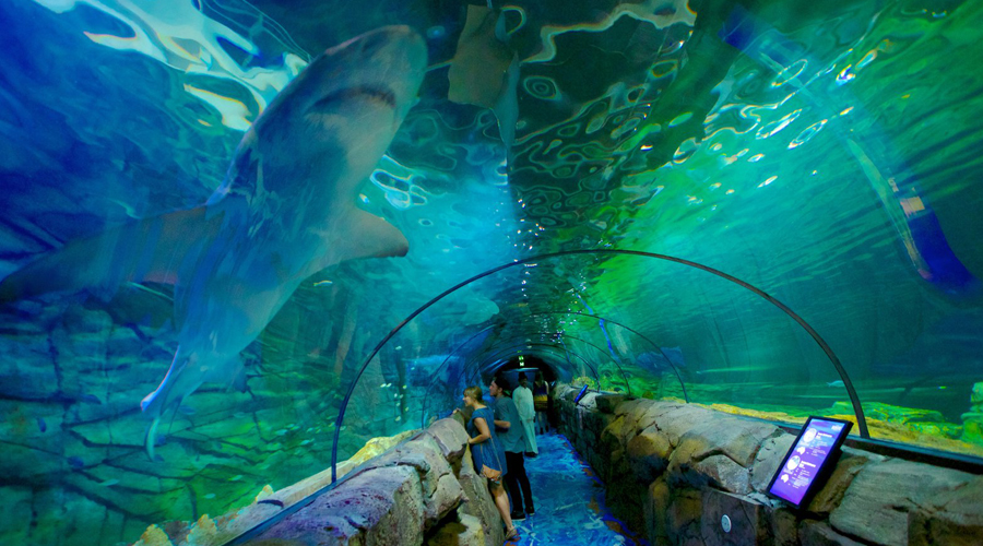 Sea life Aquarium, Sydney