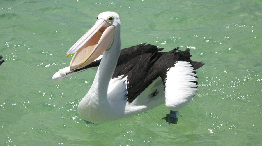 Tangalooma Pelican