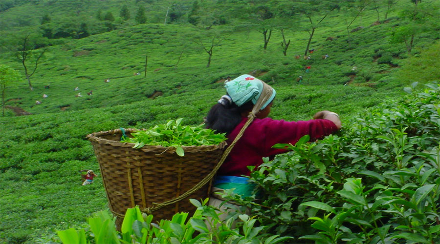 Tea Plantation,Darjeeling