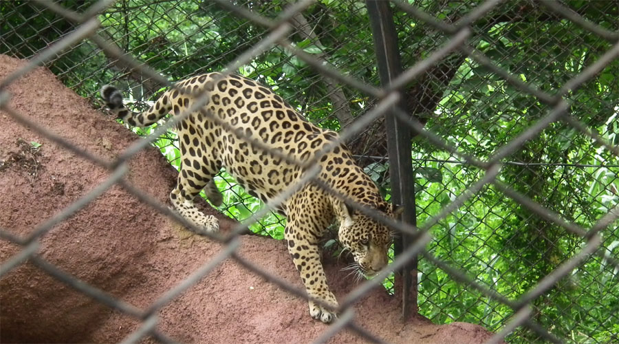 Zoo in Darjeeling