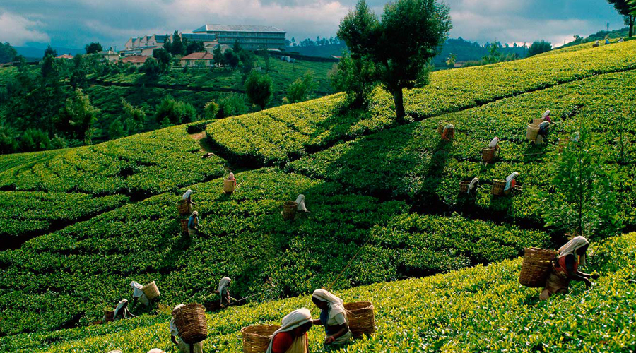 Tea Plantation N Eliya