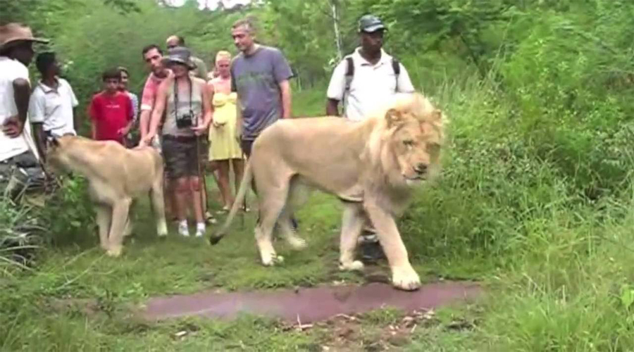 Lion Walking Tour