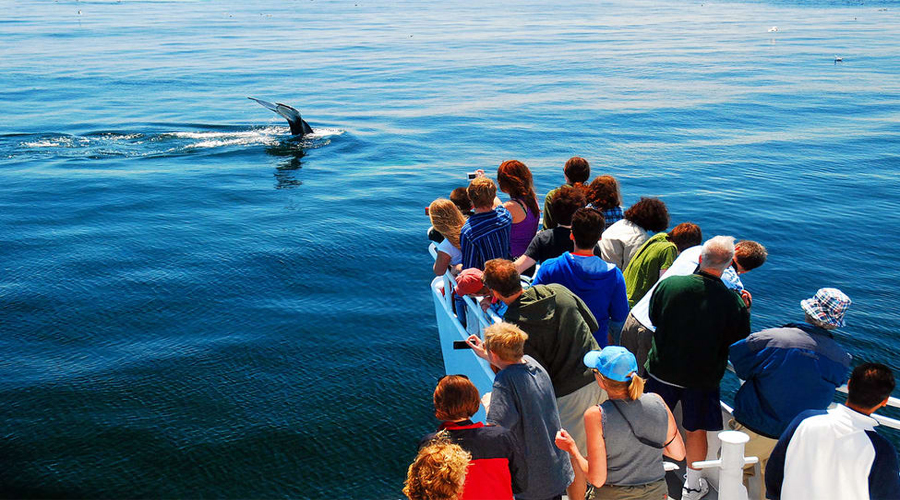 Whale Galle Tour