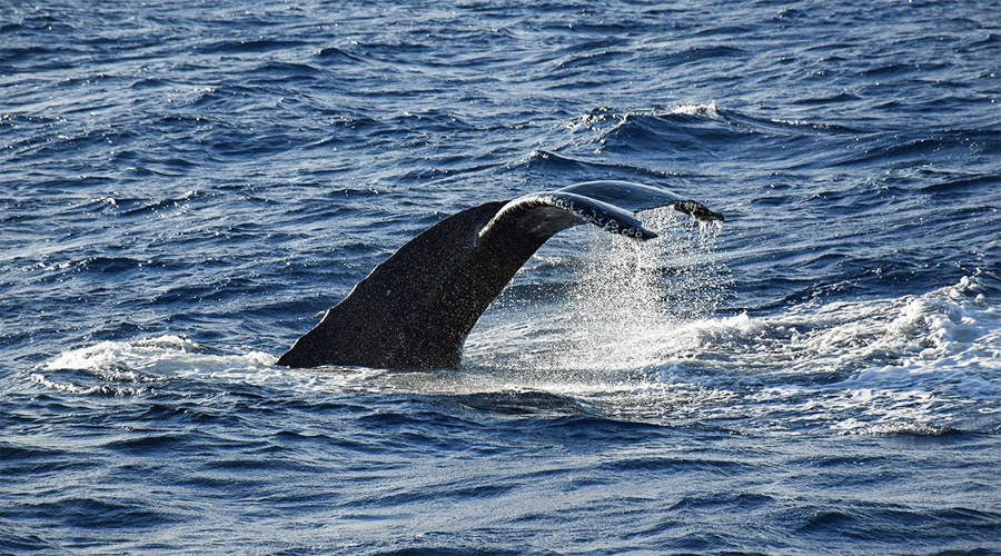 Mirsa Whale
