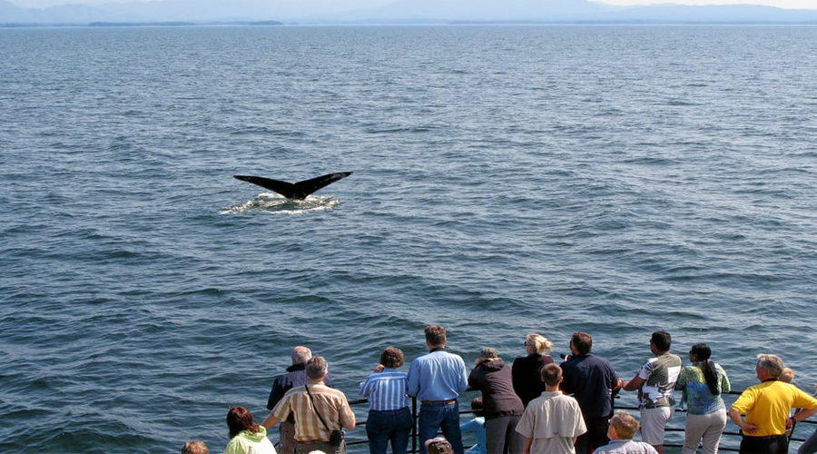 Galle Whale tour