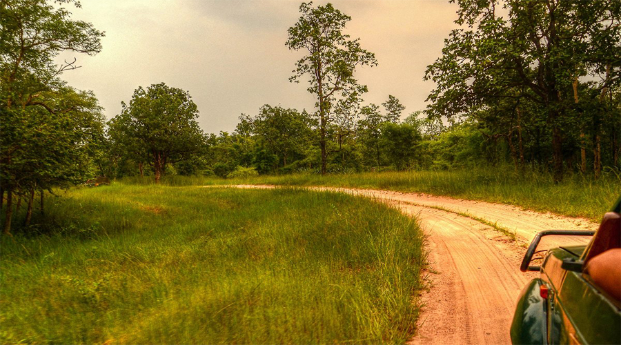 Jeep Safari in Kanha 