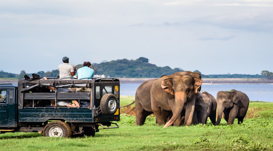 Yala Elephant view